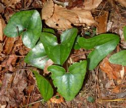 Little Brown Jugs, Heart Leaf, Evergreen Wild Ginger, Piggies Ginger, Hexastylis arifolia var. arifolia